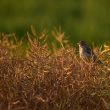 Bruant proyer dans la Vienne